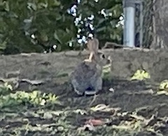 Sylvilagus audubonii