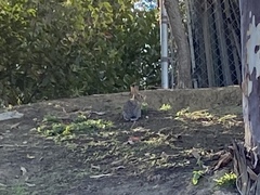 Sylvilagus audubonii