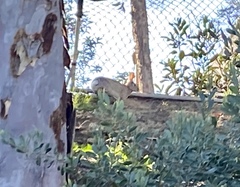 Sylvilagus audubonii