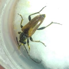 Pseudovadonia livida