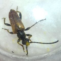 Pseudovadonia livida