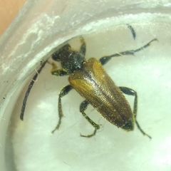 Pseudovadonia livida