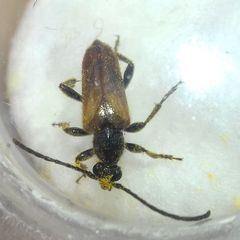 Pseudovadonia livida
