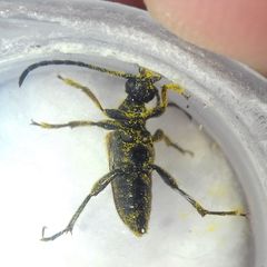 Pseudovadonia livida
