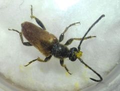 Pseudovadonia livida
