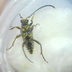 Pseudovadonia livida