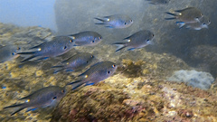 Chromis notata