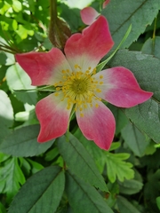 Rosa glauca
