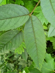 Rosa glauca