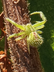 Heriaeus hirtus