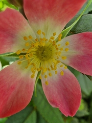 Rosa glauca