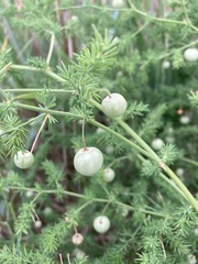 Asparagus pseudoscaber