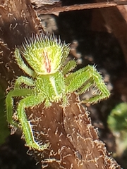 Heriaeus hirtus