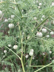 Asparagus pseudoscaber