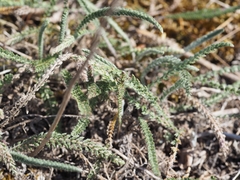 Achillea pannonica