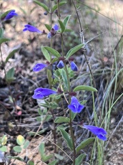 Scutellaria antirrhinoides