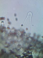 Coprinopsis strossmayeri