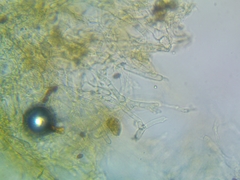 Coprinopsis strossmayeri