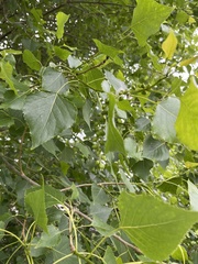 Populus nigra