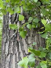 Populus nigra