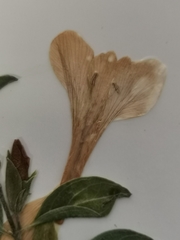Barleria quadriloba
