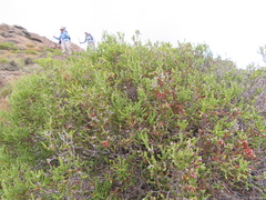 Passerina montana