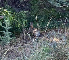 Sylvilagus audubonii
