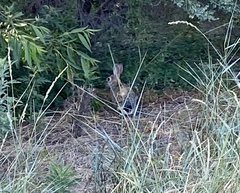 Sylvilagus audubonii