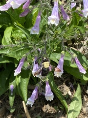 Xylocopa virginica