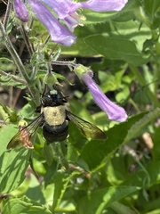 Xylocopa virginica