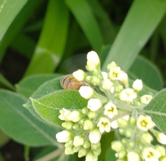 Apis mellifera