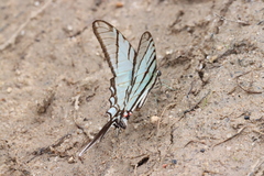 Protographium epidaus