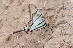 Protographium epidaus