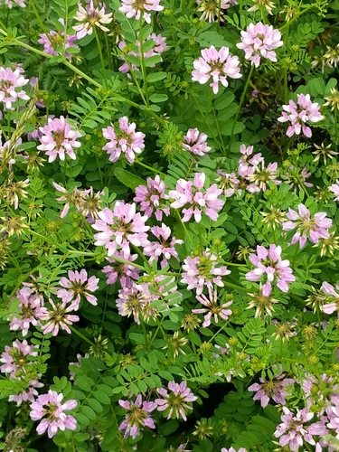 Coronilla varia