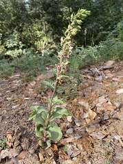 Epipactis helleborine tremolsii