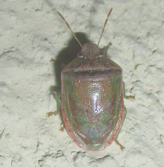 Piezodorus purus