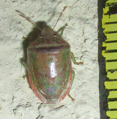 Piezodorus purus