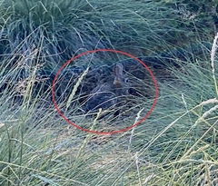 Sylvilagus audubonii