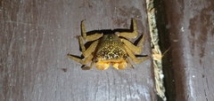 Aratus