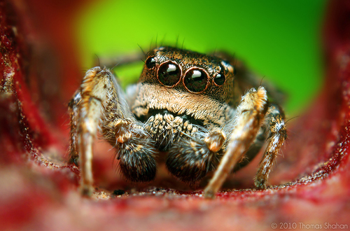 Habronattus cognatus