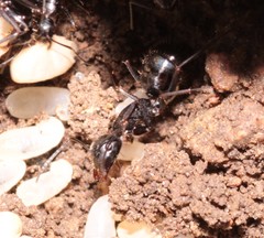 Camponotus aethiops