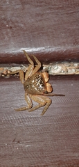 Aratus