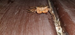Aratus