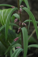 Polygonatum roseum