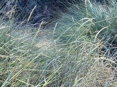 Sylvilagus audubonii