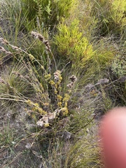 Thamnochortus fruticosus