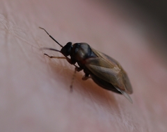 Plagiognathus arbustorum