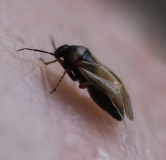 Plagiognathus arbustorum