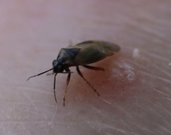 Plagiognathus arbustorum