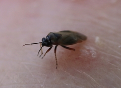 Plagiognathus arbustorum